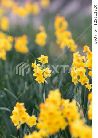 スイセン 125612820