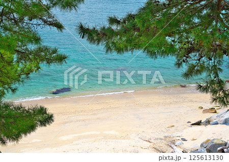 金華山の白砂青松 125613130