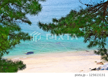 金華山の白砂青松 125613131