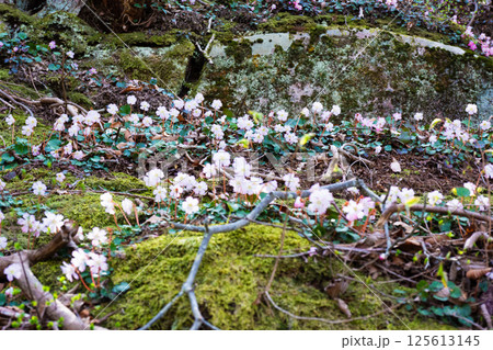 春の妖精イワウチワの群生地 125613145