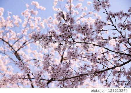 満開になった桜 125613274