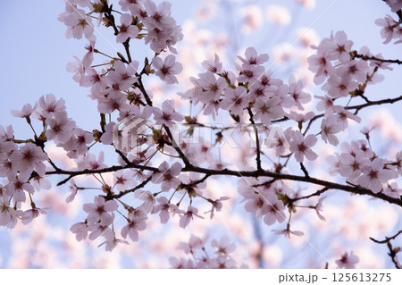 青空に映える桜 125613275