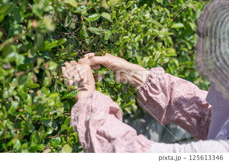 生け垣のお茶の葉を摘むシニア女性 125613346