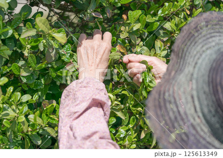 生け垣のお茶の葉を摘むシニア女性 生け垣のお茶の葉を摘むシニア女性 125613349