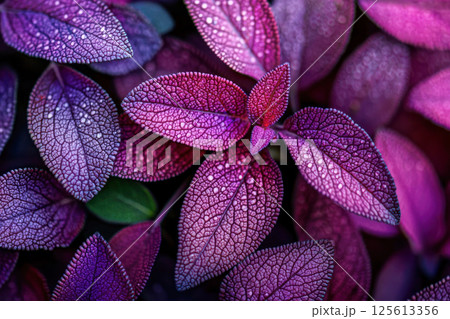 Close-up of vibrant purple and magenta textured leaves with water drops on soft blurred background, symbolizing natural beauty, freshness, vitality, and organic design. 125613356