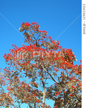 実をつけたハナミズキと秋の青空 実をつけたハナミズキと秋の青空 125613421