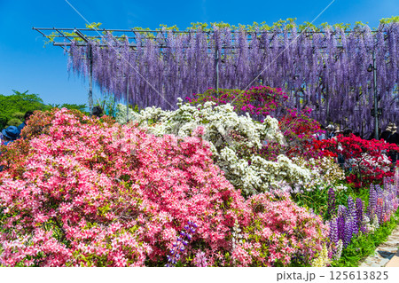 あしかがフラワーパーク 125613825