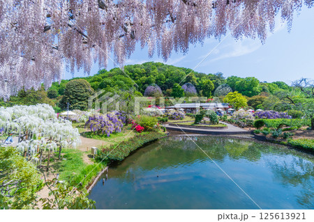 新緑のあしかがフラワーパーク　うすべに橋 125613921