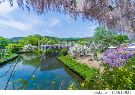 新緑のあしかがフラワーパーク　うすべに橋 125613923