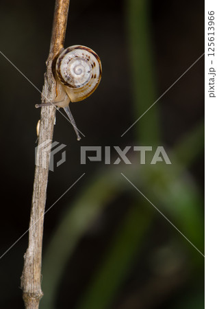 White garden snail. White garden snail. 125613966