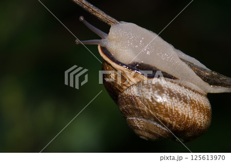Milk snail Otala lactea lactea. Milk snail Otala lactea lactea. 125613970