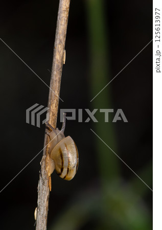 White garden snail. White garden snail. 125613977