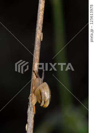 White garden snail. White garden snail. 125613978