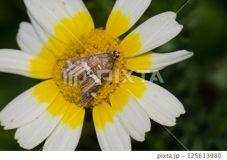 Beet webworm moth on a flower. 125613980