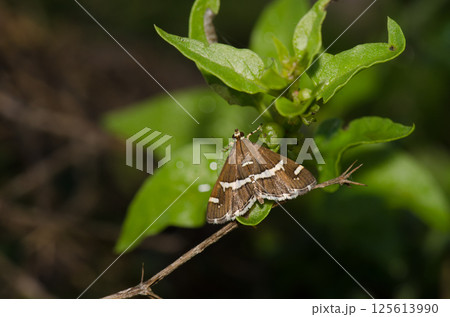 Beet webworm moth. 125613990