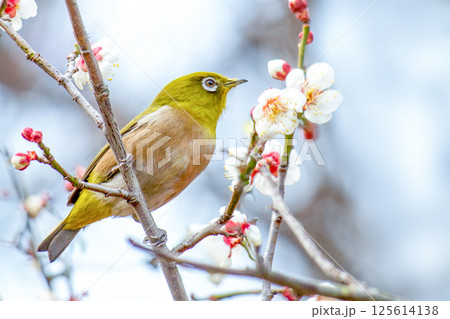 メジロと梅 125614138