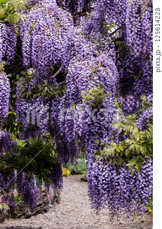 北海道伊達市、初夏を彩る藤の花【5月】 125614228