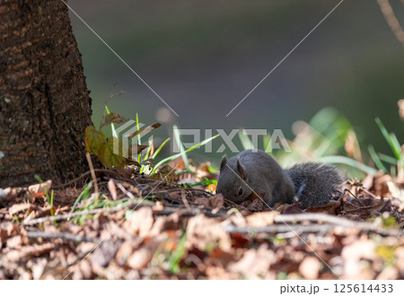 可愛いニホンリス 125614433