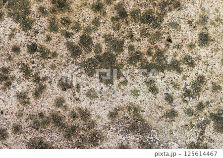 Close-up view of a naturally weathered concrete wall with patches of moss Close-up view of a naturally weathered concrete wall with patches of moss 125614467