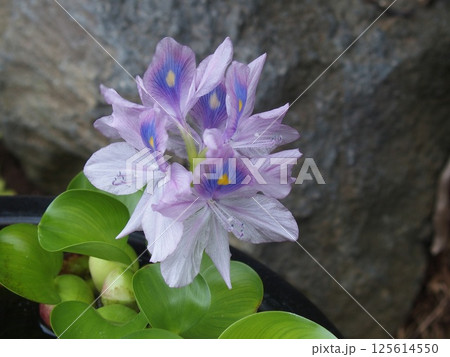 美しい水草・ホテイアオイ 美しい水草・ホテイアオイ 125614550