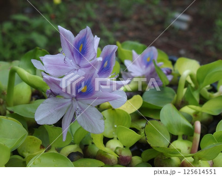 ホテイアオイおなじみの水草 ホテイアオイおなじみの水草 125614551