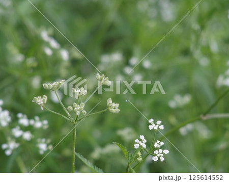 気の毒な名前の野草 125614552