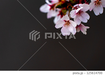 ソメイヨシノのクローズアップ素材 125614700