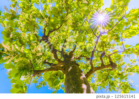日本の横浜都市景観 緑と白が映えるハクウンボク(白雲木)…。花言葉は壮大、愛の旅、朗らかな人=30日 日本の横浜都市景観 緑と白が映えるハクウンボク(白雲木)…。花言葉は壮大、愛の旅、朗らかな人=30日 125615141