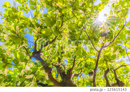 日本の横浜都市景観 緑と白が映えるハクウンボク（白雲木）…。花言葉は壮大、愛の旅、朗らかな人＝30日 125615143