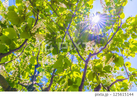 日本の横浜都市景観 緑と白が映えるハクウンボク（白雲木）…。花言葉は壮大、愛の旅、朗らかな人＝30日 125615144