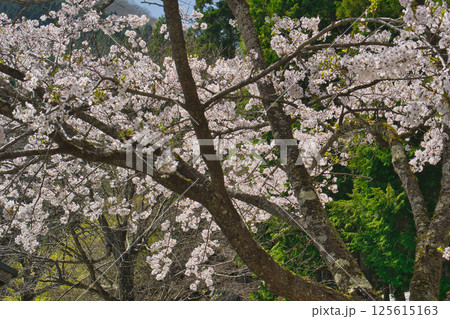 湖の周りを彩る〜桜色舞うころ 音水湖 兵庫県 湖の周りを彩る〜桜色舞うころ 音水湖 兵庫県 125615163