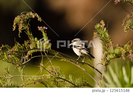 Great grey shrike. 125615186