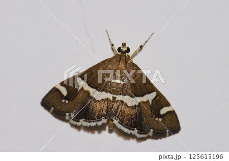 Beet webworm moth. 125615196