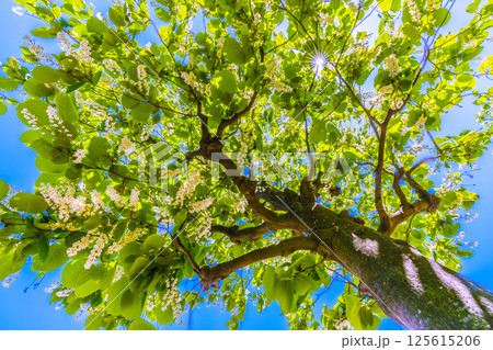 日本の横浜都市景観 緑と白が映えるハクウンボク（白雲木）…。花言葉は壮大、愛の旅、朗らかな人＝30日 125615206