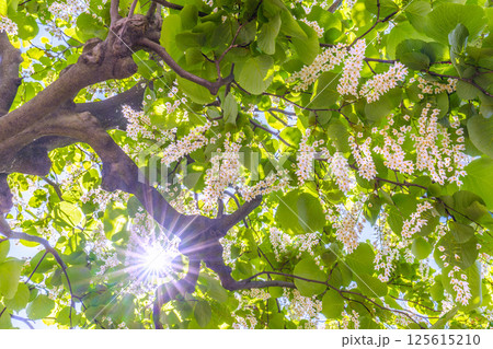 日本の横浜都市景観 緑と白が映えるハクウンボク(白雲木)…。花言葉は壮大、愛の旅、朗らかな人=30日 日本の横浜都市景観 緑と白が映えるハクウンボク(白雲木)…。花言葉は壮大、愛の旅、朗らかな人=30日 125615210
