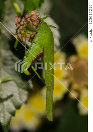 Bush cricket Phaneroptera sparsa. Bush cricket Phaneroptera sparsa. 125615219
