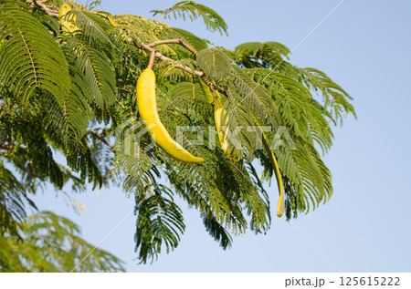 Seed pods and foliage of a acacia. Seed pods and foliage of a acacia. 125615222