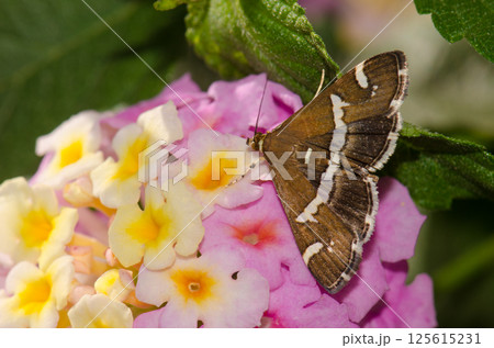 Beet webworm moth on flowers. Beet webworm moth on flowers. 125615231