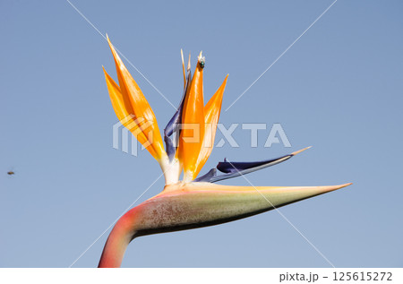 Flower of crane flower. Flower of crane flower. 125615272