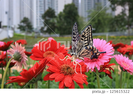 Vivid Butterfly on Colorful Flowers in a Green Foliage Garden Vivid Butterfly on Colorful Flowers in a Green Foliage Garden 125615322