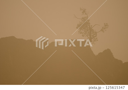 Canary Island pine on a cliff. 125615347