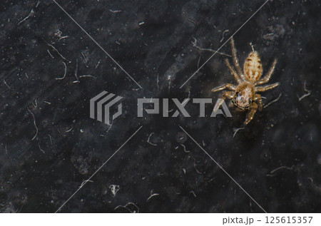 Detail of a jumping spider. 125615357