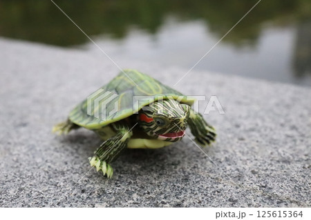 Green Turtle on Concrete by a Tranquil Pond 125615364