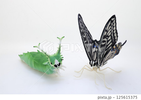 Close Up of Green Caterpillar and Colorful Butterfly 125615375