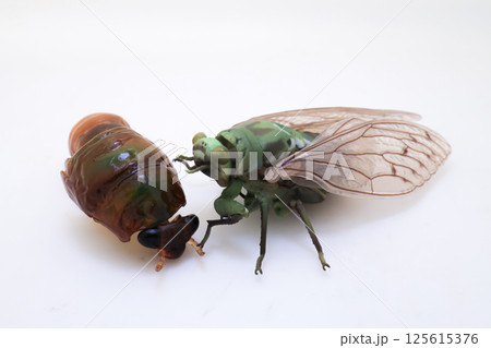 Cicada Emerging from Molt on Plain White Background 125615376