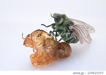 Cicada Emerging from Molt on Plain White Background Cicada Emerging from Molt on Plain White Background 125615377