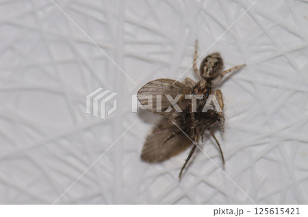 Jumping spider with a prey. 125615421