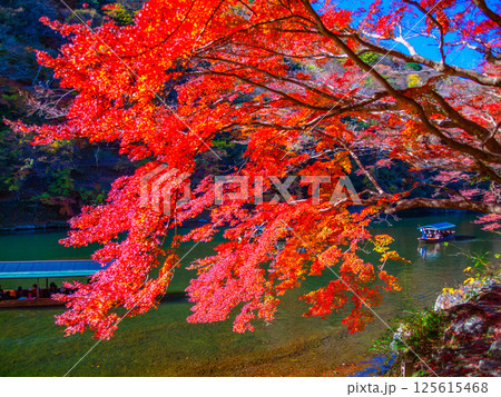 京都 嵐山の紅葉と屋形船 125615468