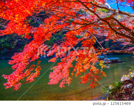 京都 嵐山の紅葉と屋形船 125615469