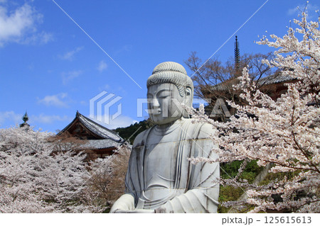 壺阪寺の桜大仏 125615613